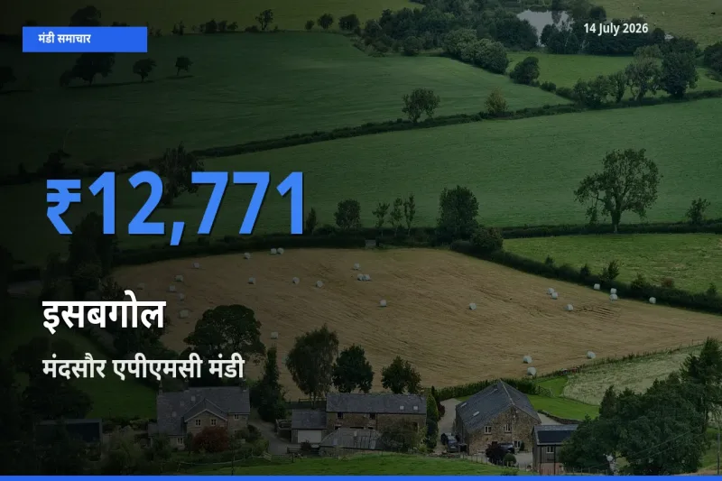 आज का मंडी भाव: इसबगोल के सबसे ज़्यादा दाम मंदसौर एपीएमसी में