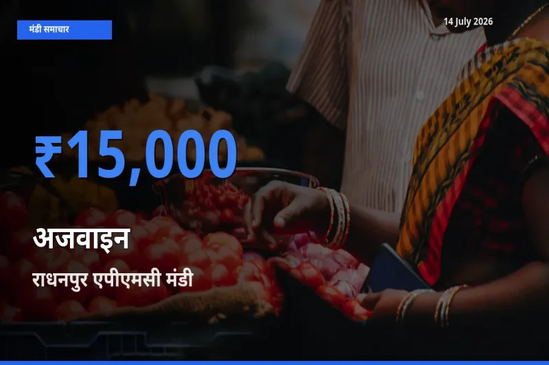 आज का मंडी भाव: अजवाइन के सबसे ज़्यादा दाम राधनपुर एपीएमसी में