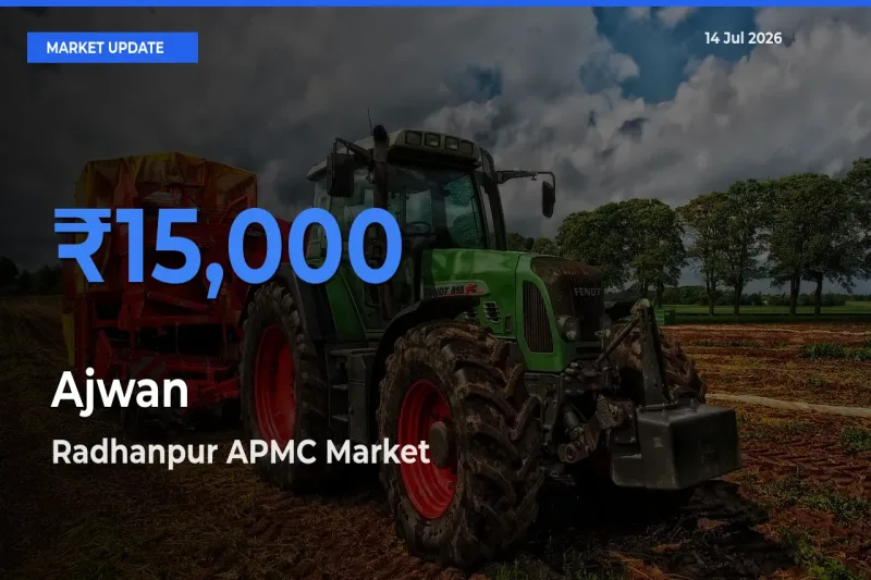 Radhanpur APMC Tops Ajwan Rates – July 14 Market Update