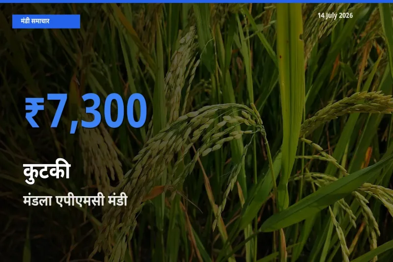 मंडला एपीएमसी में कुटकी का आज सबसे ऊँचा भाव