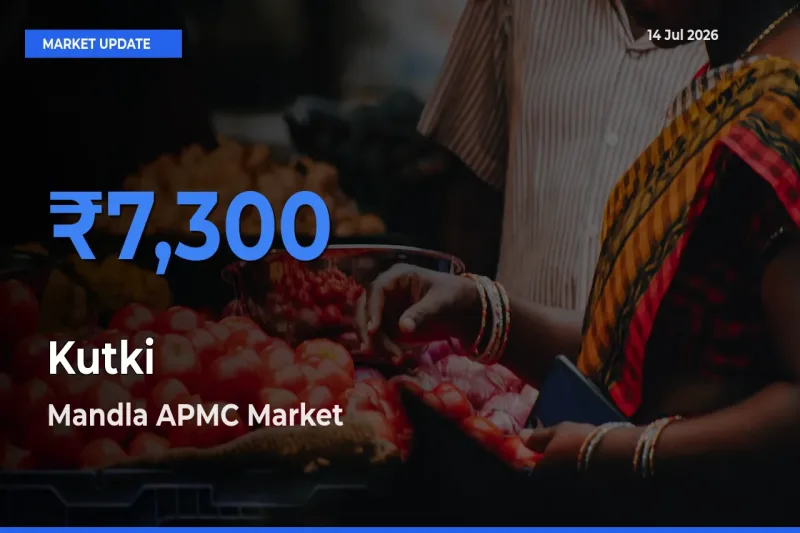 Kutki Mandi Rate Today: Mandla APMC Tops the List