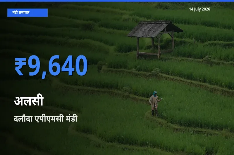 दलौदा एपीएमसी मंडी में अलसी ₹9,640 पर पहुँचा – आज का सर्वोच्च भाव