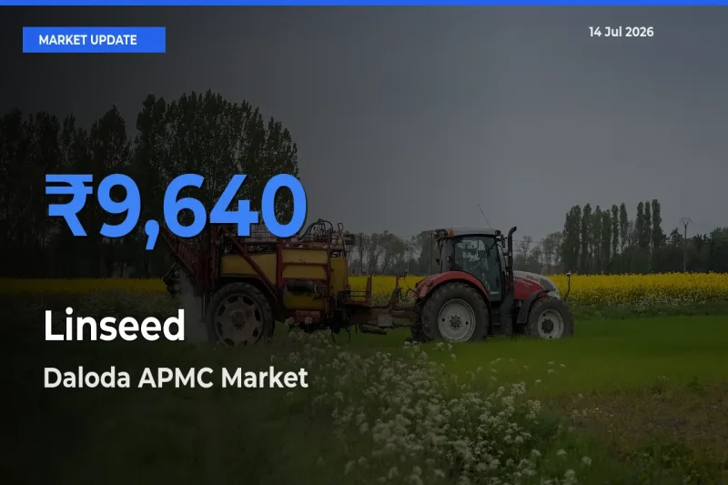 Daloda APMC Tops Linseed Rates – July 14 Market Update