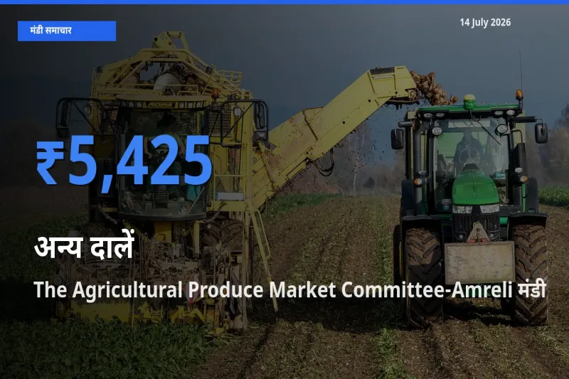 आज अन्य दालें के सबसे ज़्यादा दाम The Agricultural Produce Market Committee-Amreli मंडी में दर्ज