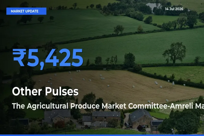 Other Pulses Mandi Rate Today: The Agricultural Produce Market Committee-Amreli Tops the List
