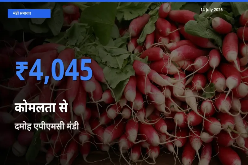 दमोह एपीएमसी में कोमलता से का आज सबसे ऊँचा भाव
