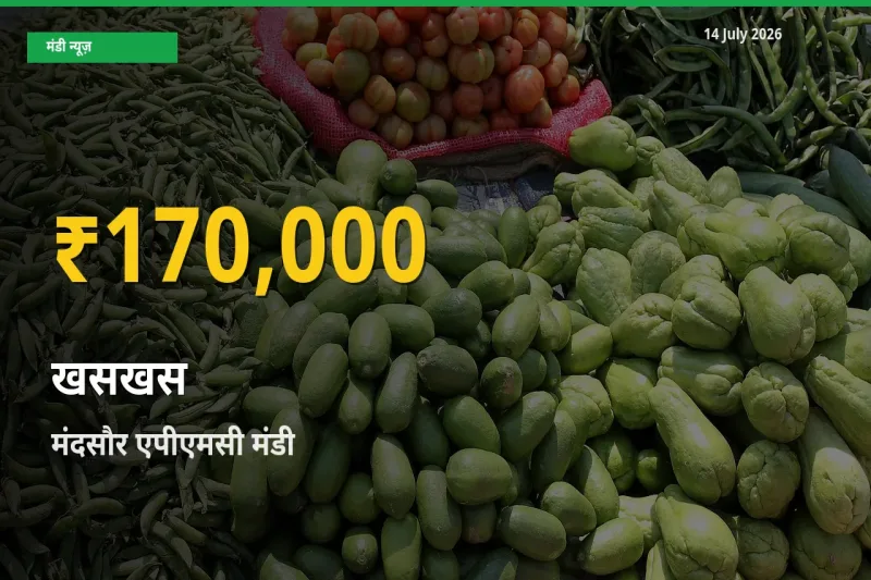 30 दिनों में सबसे ऊँचे स्तर पर खसखस के दाम, मंदसौर एपीएमसी में उछाल