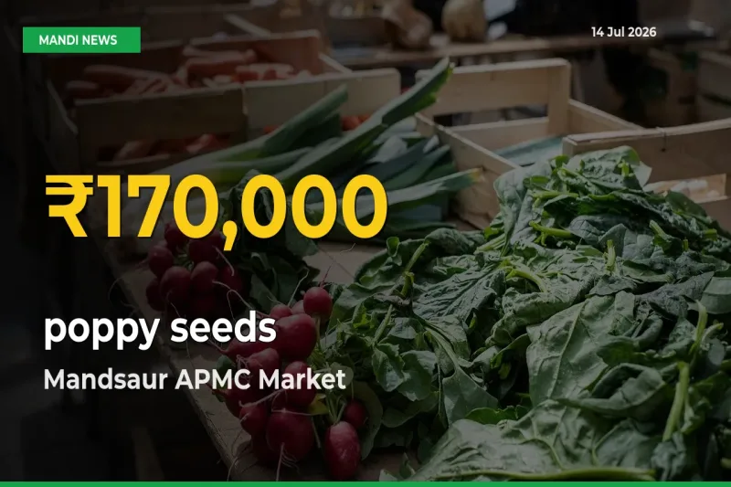 poppy seeds Hits Fresh High in Mandsaur APMC Today