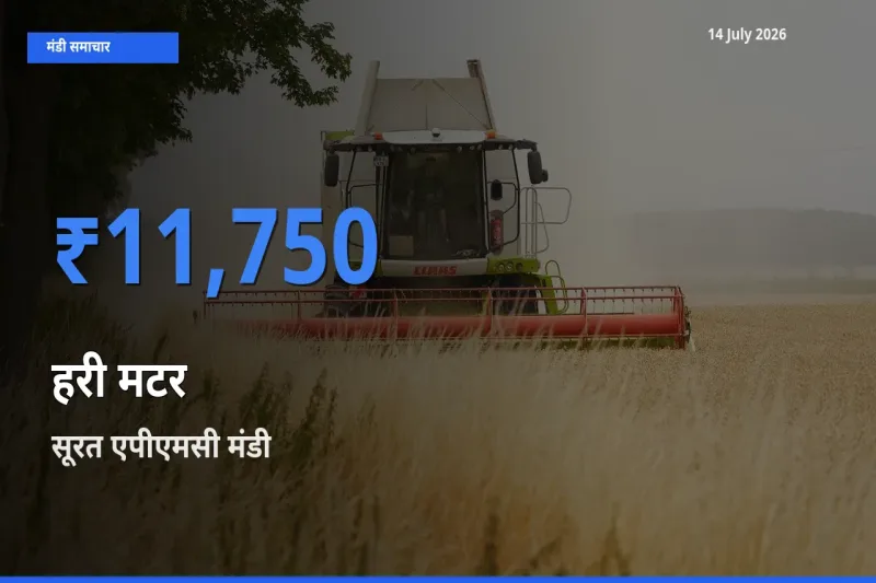 14 July अपडेट: हरी मटर के सबसे ऊँचे दाम सूरत एपीएमसी मंडी में
