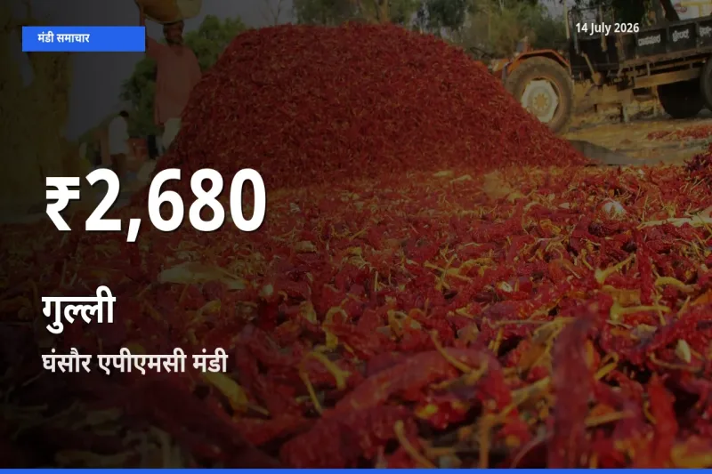 रिकॉर्ड गिरावट नहीं, लेकिन 30 दिन का न्यूनतम! घंसौर एपीएमसी में गुल्ली के दाम फिसले