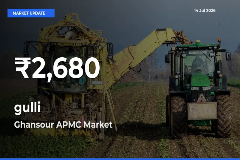 Farmers Concerned as gulli Hits 30-Day Low in Ghansour APMC
