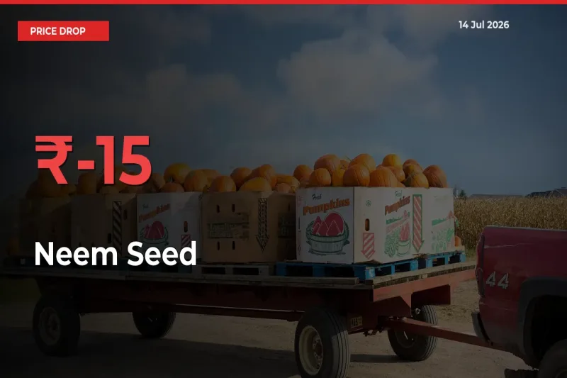 Sharp Fall! Neem Seed Prices Plunge 15.25% in a Day at Key Mandis