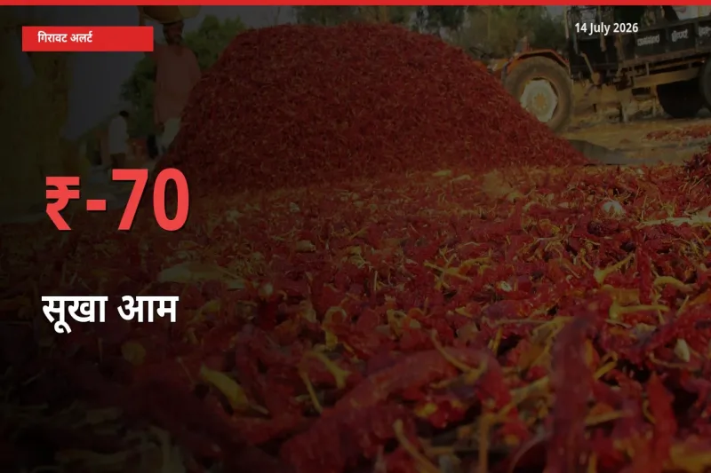 बाज़ार संकेत: सूखा आम के भाव मंडी में 70.14% नीचे