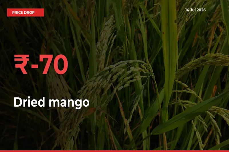 This Mandi Records 70.14% Fall in Dried mango Prices