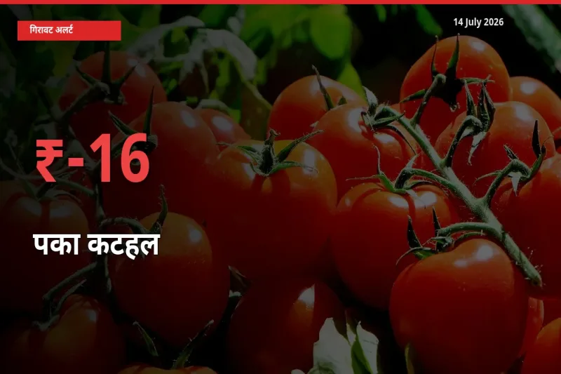 14 July अपडेट: पका कटहल के दाम मंडी में 16.07% गिरे