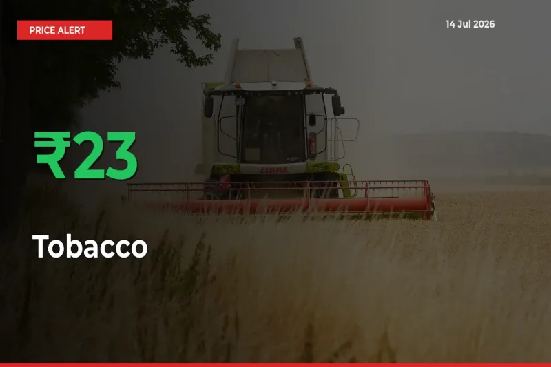 Tobacco Rises 23.4% at Mandis