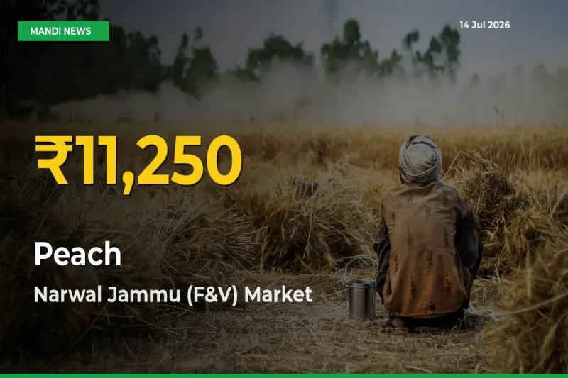 Why Peach Prices Are Climbing in Narwal Jammu (F&V) – Today’s New High Explained