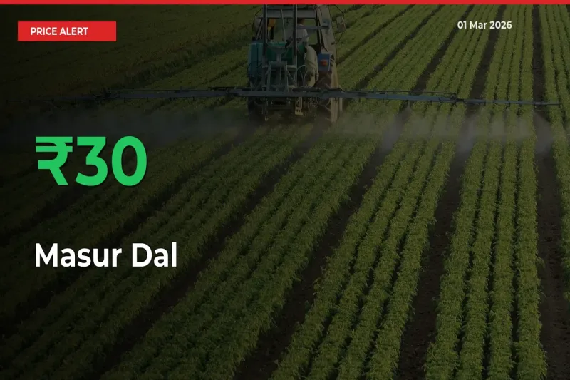 Why Masur Dal Prices Rose 30.03% in a Day at Mandis