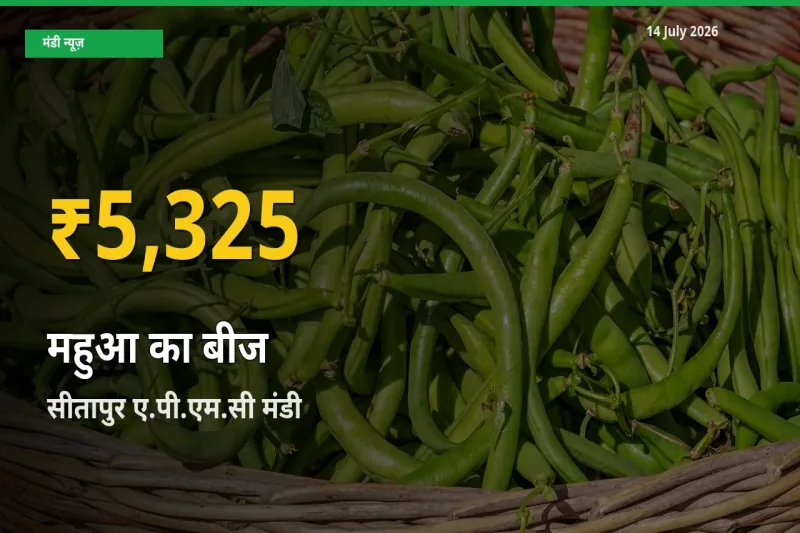 सीतापुर ए.पी.एम.सी में महुआ का बीज ₹5,325 पर पहुँचा – अब तक का उच्चतम भाव