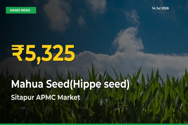 Mahua Seed(Hippe seed) Mandi Rate Surges Today in Sitapur APMC – Highest Level in 30 Days
