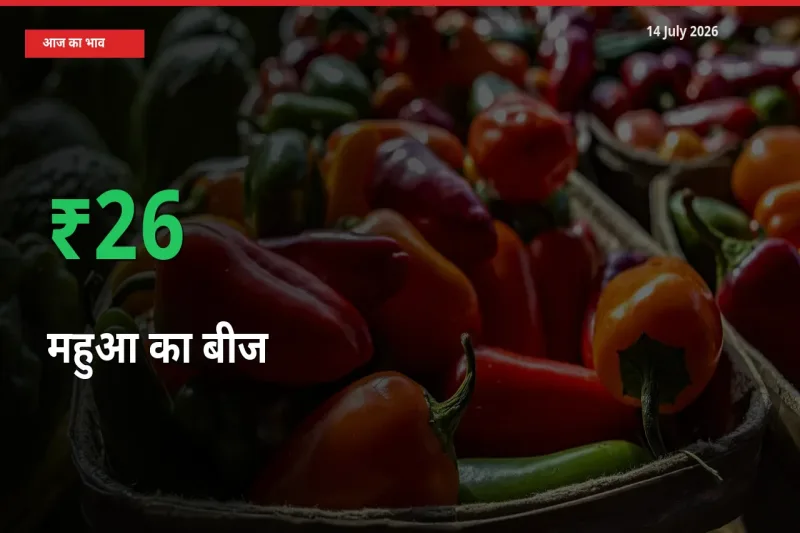 अचानक तेजी! मंडी में महुआ का बीज के दाम 26.01% चढ़े