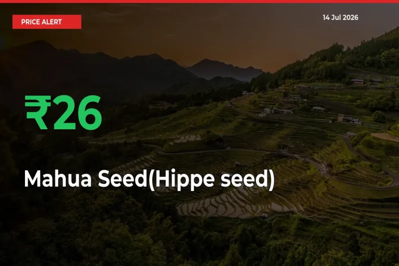 Big Rally! Mahua Seed(Hippe seed) Climbs 26.01% in 24 Hours at Top Mandis