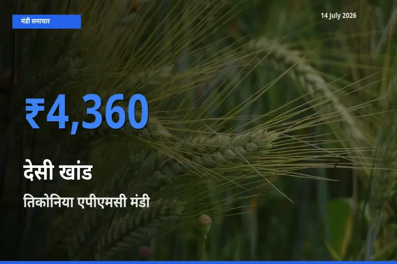 आज देसी खांड के सबसे ज़्यादा दाम तिकोनिया एपीएमसी मंडी में दर्ज