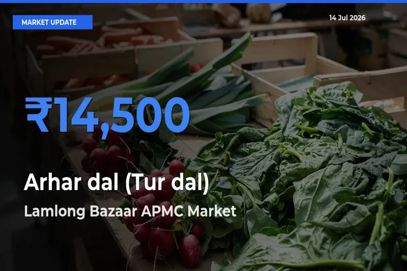 Lamlong Bazaar APMC Offers ₹14,500 – Highest Arhar dal (Tur dal) Rate Today