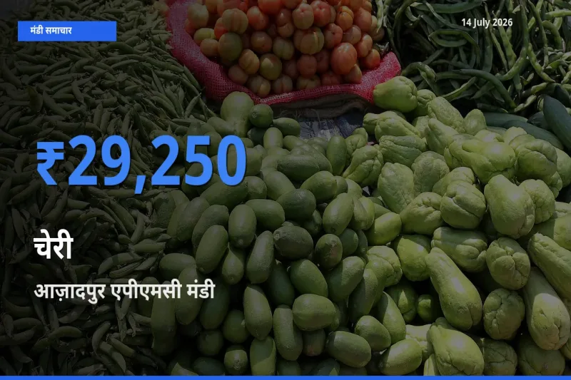 आज चेरी के सबसे ज़्यादा दाम आज़ादपुर एपीएमसी मंडी में दर्ज