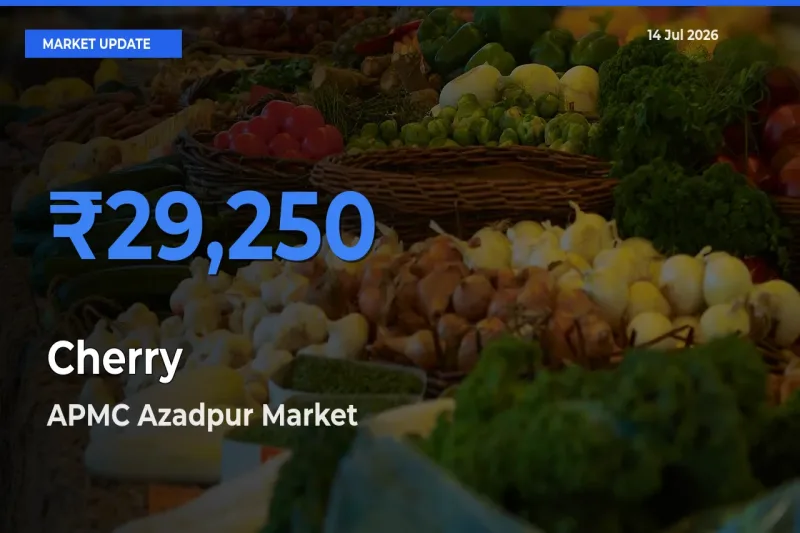 Top Performer! APMC Azadpur Offers Best Cherry Price Today