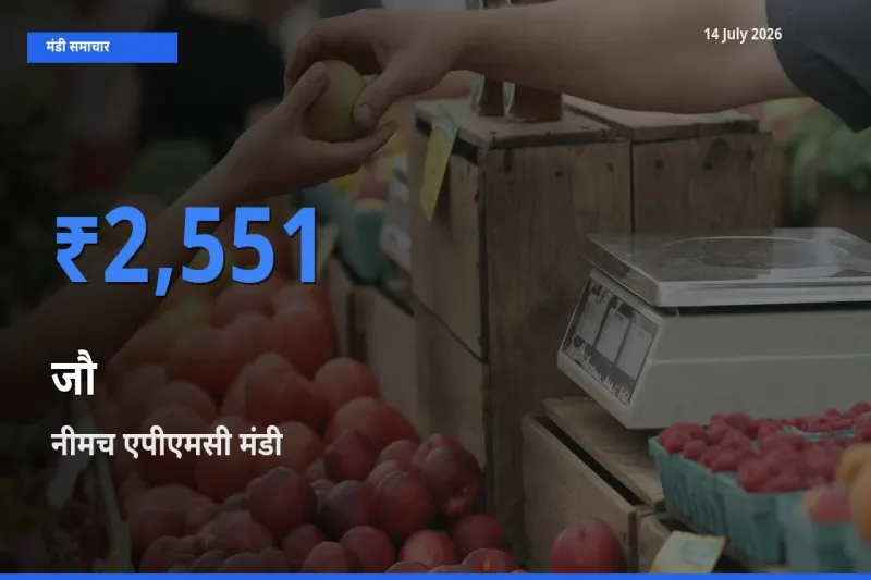 किसानों की पसंद बना नीमच एपीएमसी, जौ के सबसे अच्छे दाम