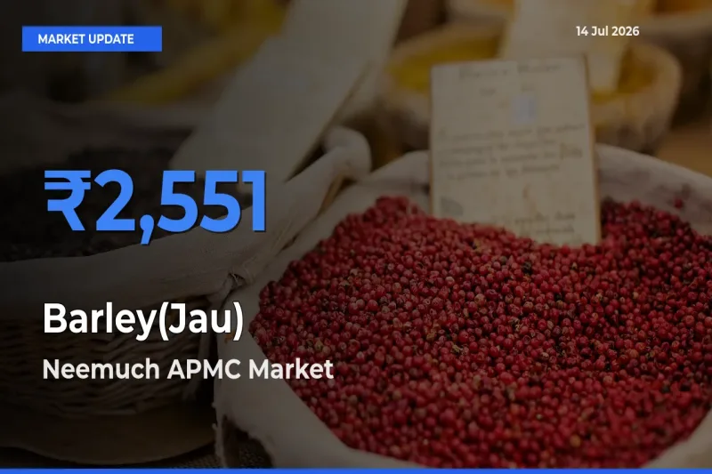 Top Performer! Neemuch APMC Offers Best Barley(Jau) Price Today
