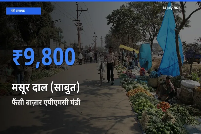 आज मसूर दाल (साबुत) के सबसे ऊँचे दाम ₹9,800 फैंसी बाज़ार एपीएमसी मंडी में