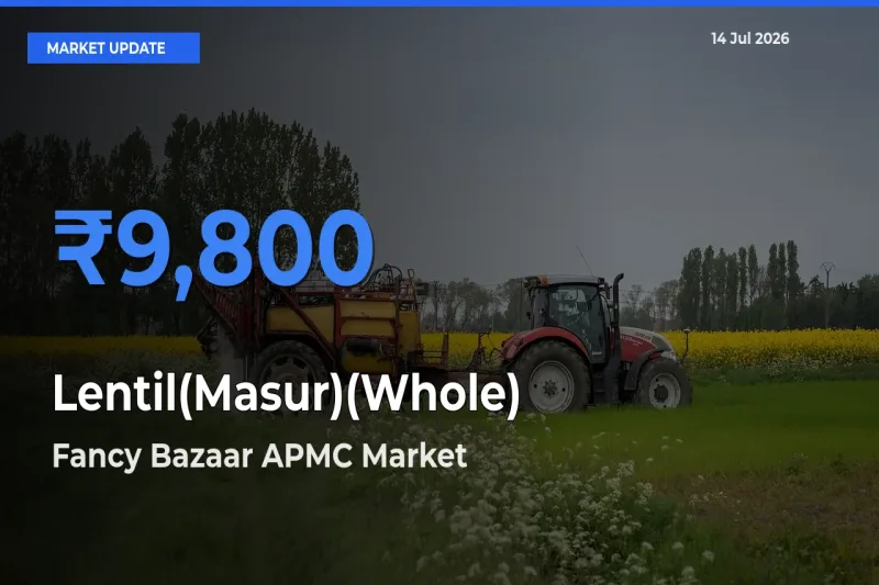 Lentil(Masur)(Whole) Mandi Rate Today: Fancy Bazaar APMC Tops the List