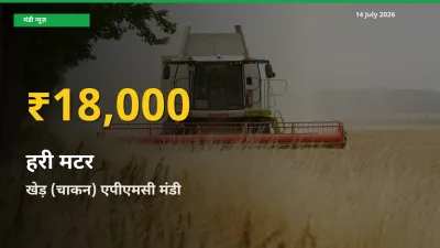 30 दिनों में सबसे ऊँचे स्तर पर हरी मटर के दाम, खेड़ (चाकन) एपीएमसी में उछाल