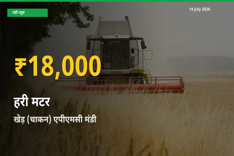 30 दिनों में सबसे ऊँचे स्तर पर हरी मटर के दाम, खेड़ (चाकन) एपीएमसी में उछाल