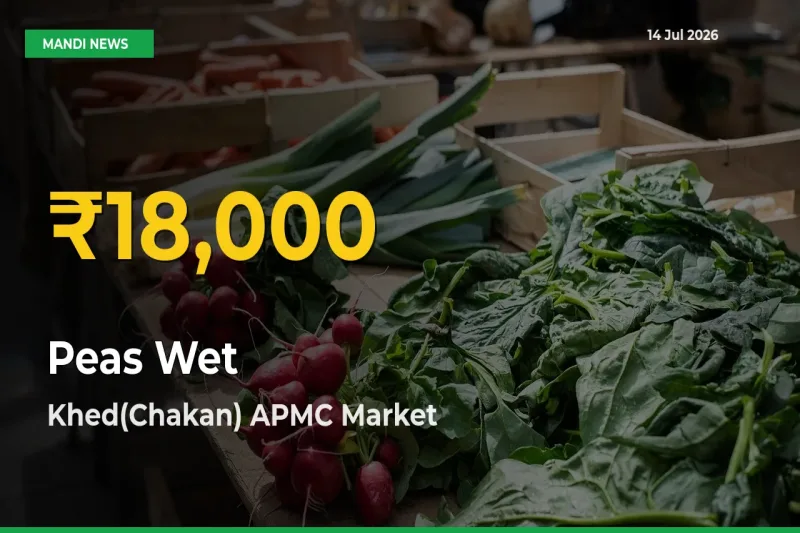 Fresh Record! Peas Wet Price Climbs to New High in Khed(Chakan) APMC