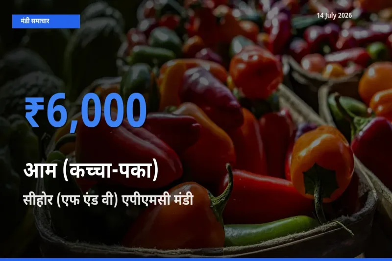 आज आम (कच्चा-पका) के सबसे ऊँचे दाम ₹6,000 सीहोर (एफ एंड वी) एपीएमसी मंडी में