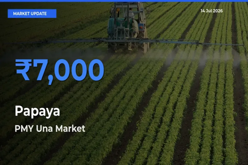 PMY Una Tops Papaya Mandi Rates Today