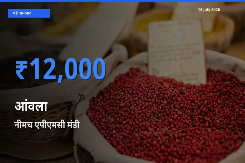 नीमच एपीएमसी मंडी में आंवला ₹12,000 पर पहुँचा – आज का सर्वोच्च भाव