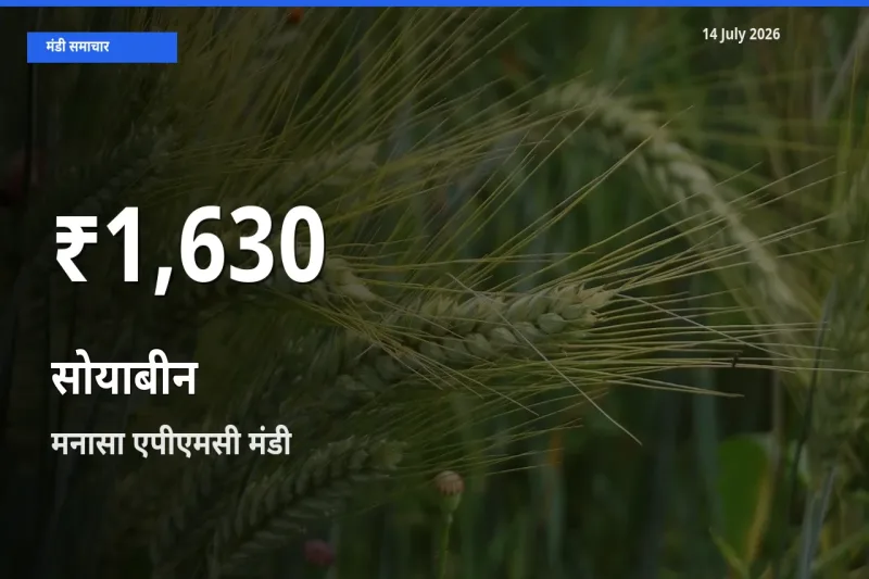 14 July अपडेट: सोयाबीन के दाम 30 दिन के न्यूनतम स्तर पर, मनासा एपीएमसी