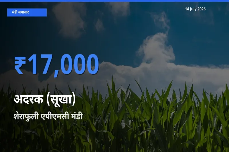 बाज़ार संकेत: शेराफुली एपीएमसी बना अदरक (सूखा) के लिए आज की टॉप मंडी