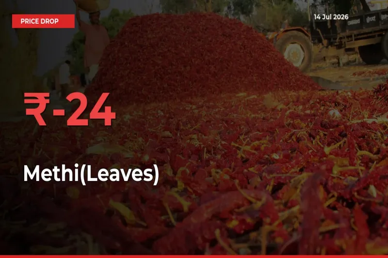 Methi(Leaves) Prices Drop 23.69% – July 14 Market Update from Mandis