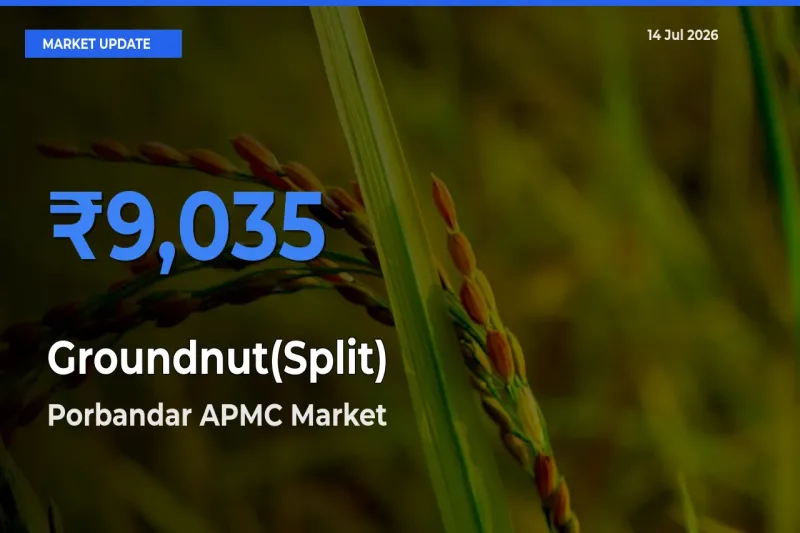 Groundnut(Split) Mandi Rate Today: Porbandar APMC Tops the List