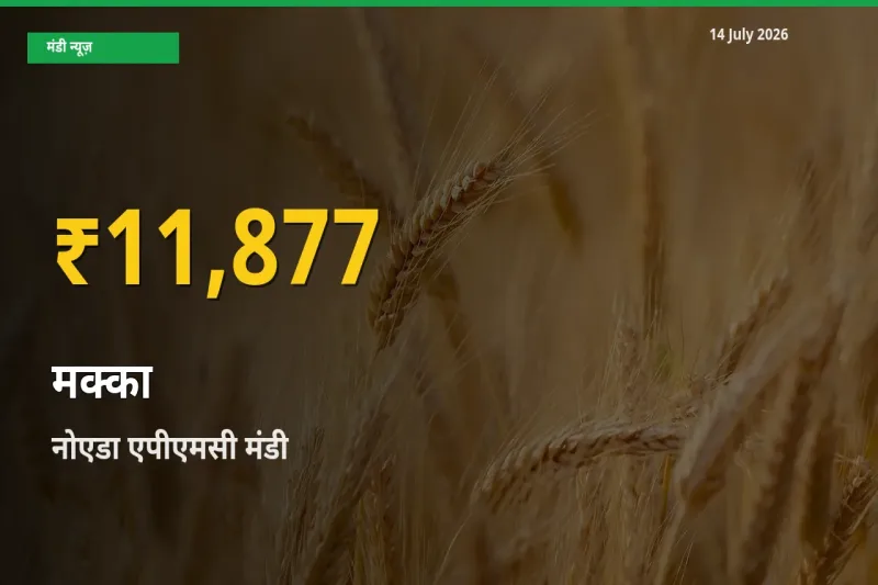 किसानों के लिए खुशखबरी! नोएडा एपीएमसी में मक्का के दाम रिकॉर्ड स्तर पर