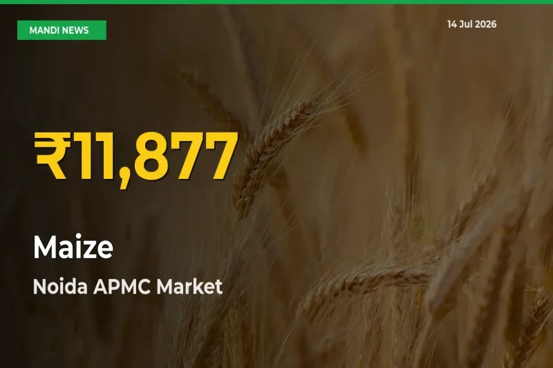 Big Jump in Maize Prices! Noida APMC Records New Peak Today