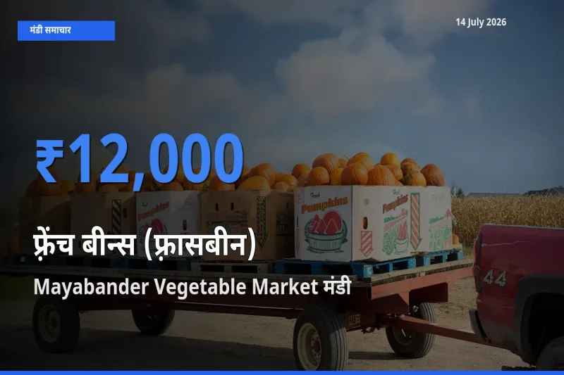 आज का मंडी भाव: फ़्रेंच बीन्स (फ़्रासबीन) के सबसे ज़्यादा दाम Mayabander Vegetable Market में