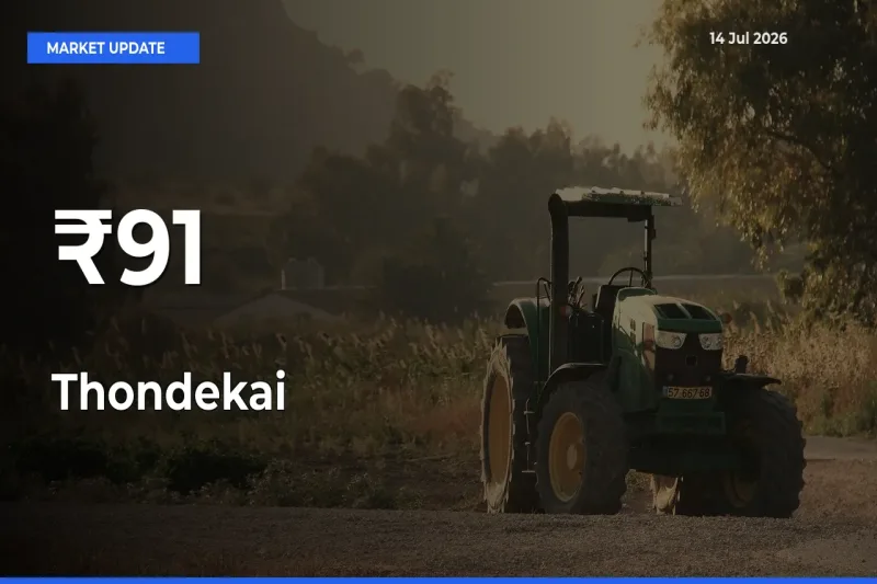 Thondekai Shows Strong Mandi Trend – July 14 Market Update