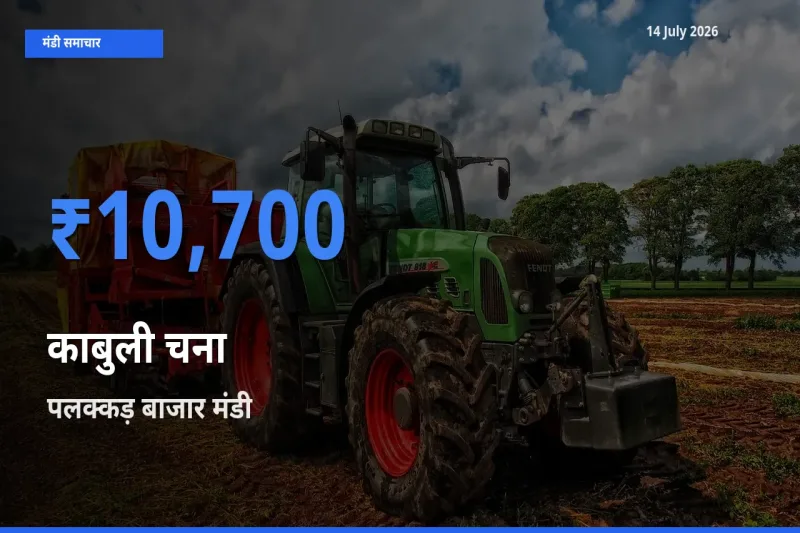 पलक्कड़ बाजार मंडी में काबुली चना ₹10,700 पर पहुँचा – आज का सर्वोच्च भाव