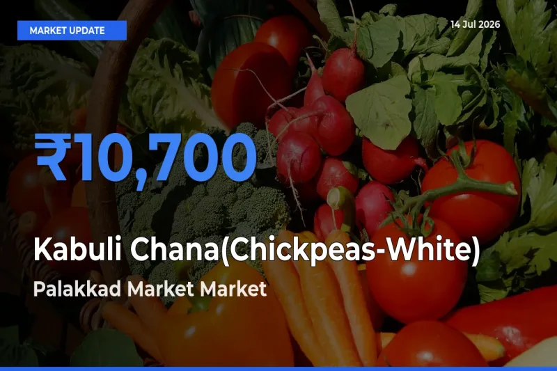 Palakkad Market Records Highest ₹10,700 Rate for Kabuli Chana(Chickpeas-White)